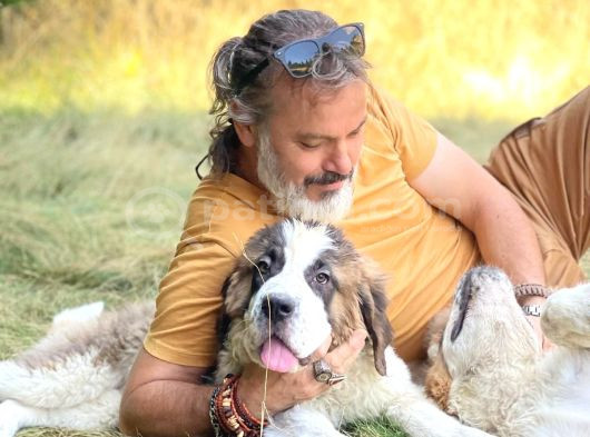 Bethowen  St Bernard Yavrular