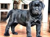 Son erkek safkan Black cane corso