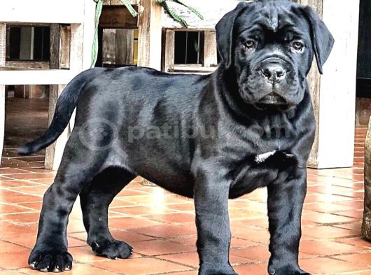 Son Erkek Safkan Black Cane Corso