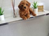 2209gr garantili poodle kore  miniğim