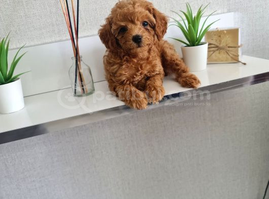 2209Gr Garantili Poodle Kore  Miniğim