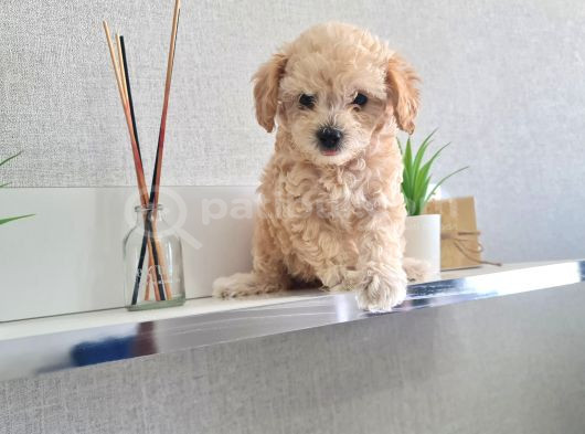 2200Gr Garantili Kore Poodle Miniğim
