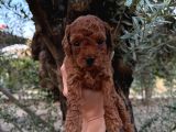Bakmadan Geçmeyin Muhteşem Poodle Yavrularımız