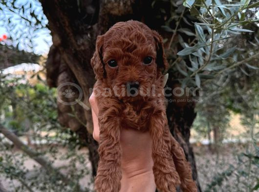 Bakmadan Geçmeyin Muhteşem Poodle Yavrularımız görsel