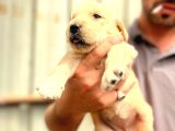 Baby Face Golden  Bebekler