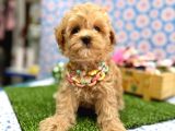 Sevgi Dolu Yuvalar Için Hazır Maltipoo Yavrular 