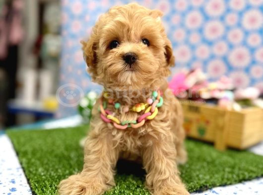 Sevgi Dolu Yuvalar Için Hazır Maltipoo Yavrular  görsel