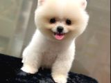 SAFKAN TEDDY BEAR POMERANİAN BEBEKLER