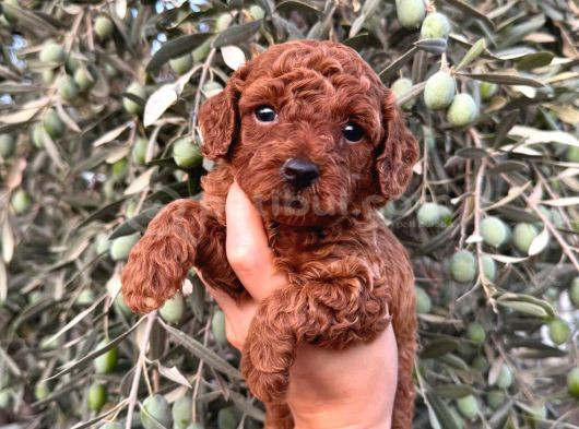 Bakmadan Geçmeyin Muhteşem Poodle Yavrularımız