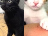 2 Tatlı Bebek Kedi Için Yuva Acil