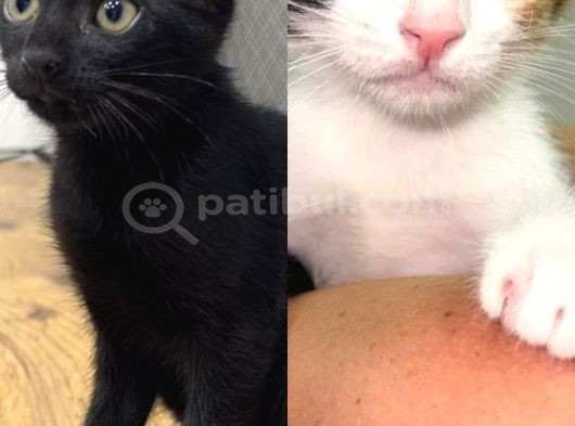 2 Tatlı Bebek Kedi Için Yuva Acil görsel