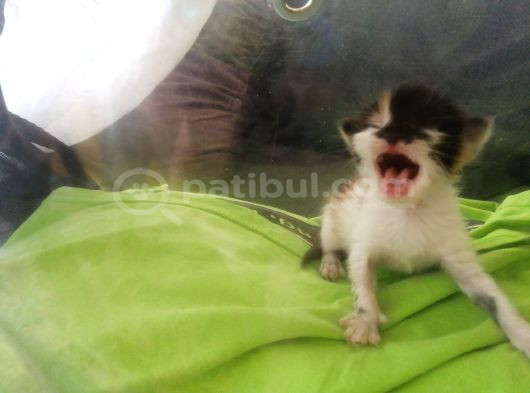 Hikayesi Olan Yavru Kedi Sahip Arıyor