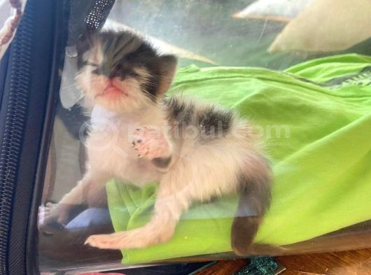 Hikayesi Olan Yavru Kedi Sahip Arıyor görsel