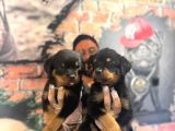Kif Scrli Sırp Kan Rottweiler Yavrularım