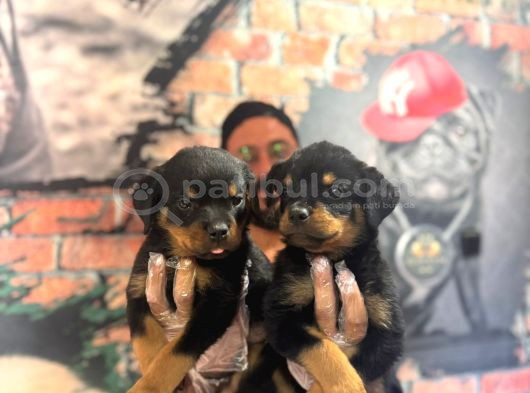 Kif Scrli Sırp Kan Rottweiler Yavrularım görsel