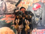 Kif scrli Sırp kan rottweiler yavrularım