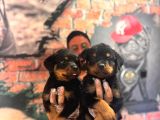 Kif Scrli Sırp Kan Rottweiler Yavrularım