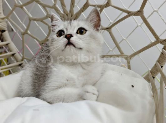 Brtisih Bebekler görsel