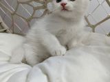 Brtisih Bebekler
