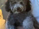 6 Aylik Minyatur Poodle Yavrumuz Yeni Yuva Ariyor