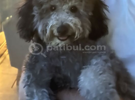 6 Aylik Minyatur Poodle Yavrumuz Yeni Yuva Ariyor görsel
