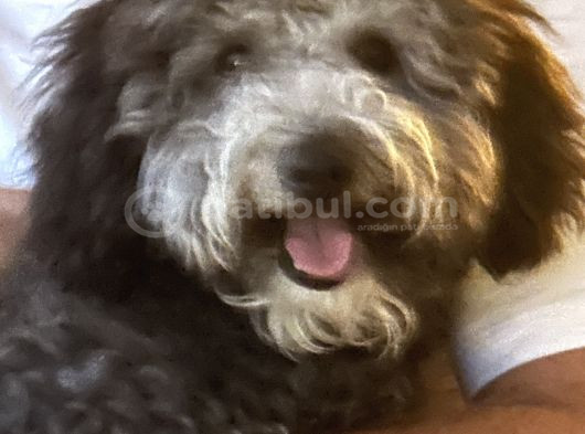 6 Aylik Minyatur Poodle Yavrumuz Yeni Yuva Ariyor