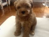 Toy Poodle Yavru Tuvalet Eğitimi Vardır