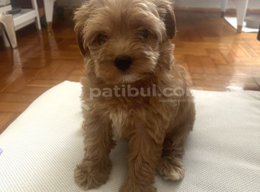 Toy Poodle Yavru Tuvalet Eğitimi Vardır görsel