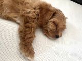 Toy Poodle Yavru Tuvalet Eğitimi Vardır