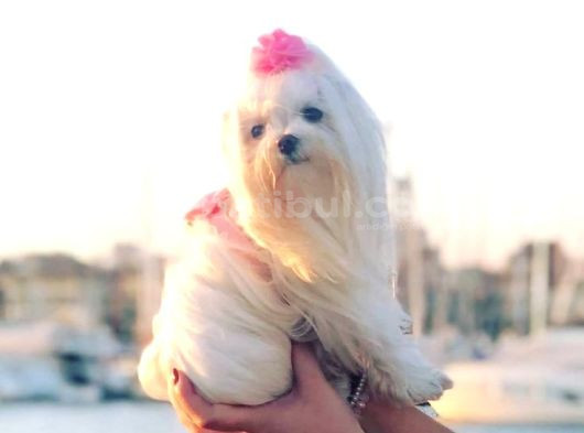Bebek Yüzlü Kore Maltese Yavruları görsel