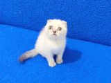 Tesli̇me Hazir Mükemmel Scotti̇sh Fold Lynx Poi̇nt