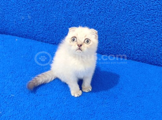Tesli̇me Hazir Mükemmel Scotti̇sh Fold Lynx Poi̇nt görsel