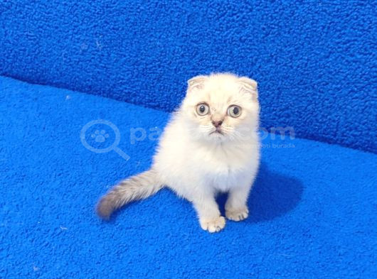 Tesli̇me Hazir Mükemmel Scotti̇sh Fold Lynx Poi̇nt