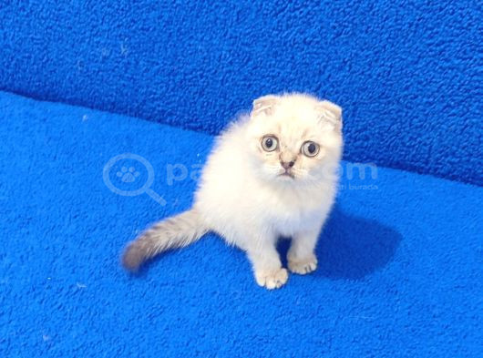Tesli̇me Hazir Mükemmel Scotti̇sh Fold Lynx Poi̇nt görsel