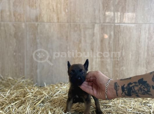 Orijinal Belçika Kurtları A Kalite İstanbul Elden Teslimolur