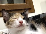 2 Tatlı Bebek Kedi Için Yuva Acil