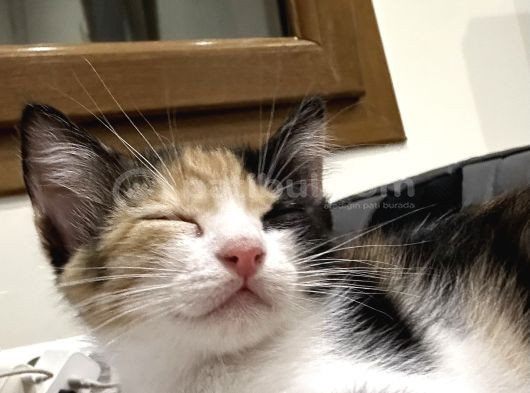 2 Tatlı Bebek Kedi Için Yuva Acil görsel