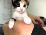 2 Tatlı Bebek Kedi Için Yuva Acil