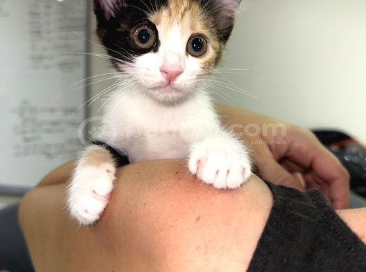 2 Tatlı Bebek Kedi Için Yuva Acil görsel