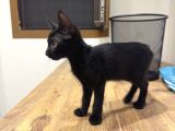 2 Tatlı Bebek Kedi Için Yuva Acil