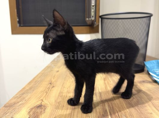 2 Tatlı Bebek Kedi Için Yuva Acil görsel