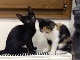 2 tatlı bebek kedi için yuva acil