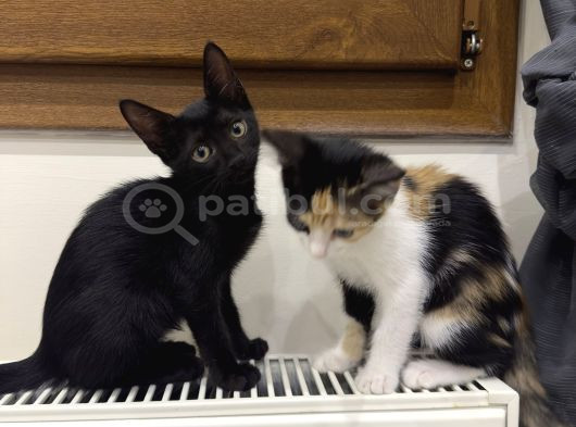 2 Tatlı Bebek Kedi Için Yuva Acil