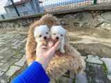 Bebek Yüzlü Kore Maltese Yavruları