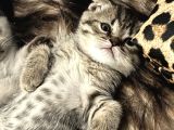 Scottish Fold Dişi 2 Aylık