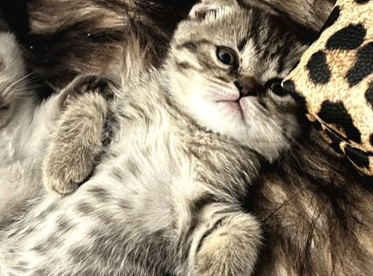 Scottish Fold Dişi 2 Aylık görsel
