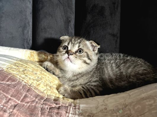 Scottish Fold Dişi 2 Aylık görsel