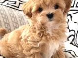 Mini Boy Tatlı Maltipoo  Sevgi Dolu Yuvalar Bekliyor