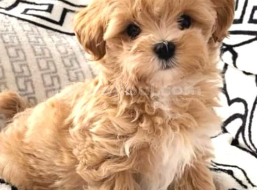Mini Boy Tatlı Maltipoo  Sevgi Dolu Yuvalar Bekliyor görsel