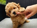 Mini Boy Tatlı Maltipoo  Sevgi Dolu Yuvalar Bekliyor